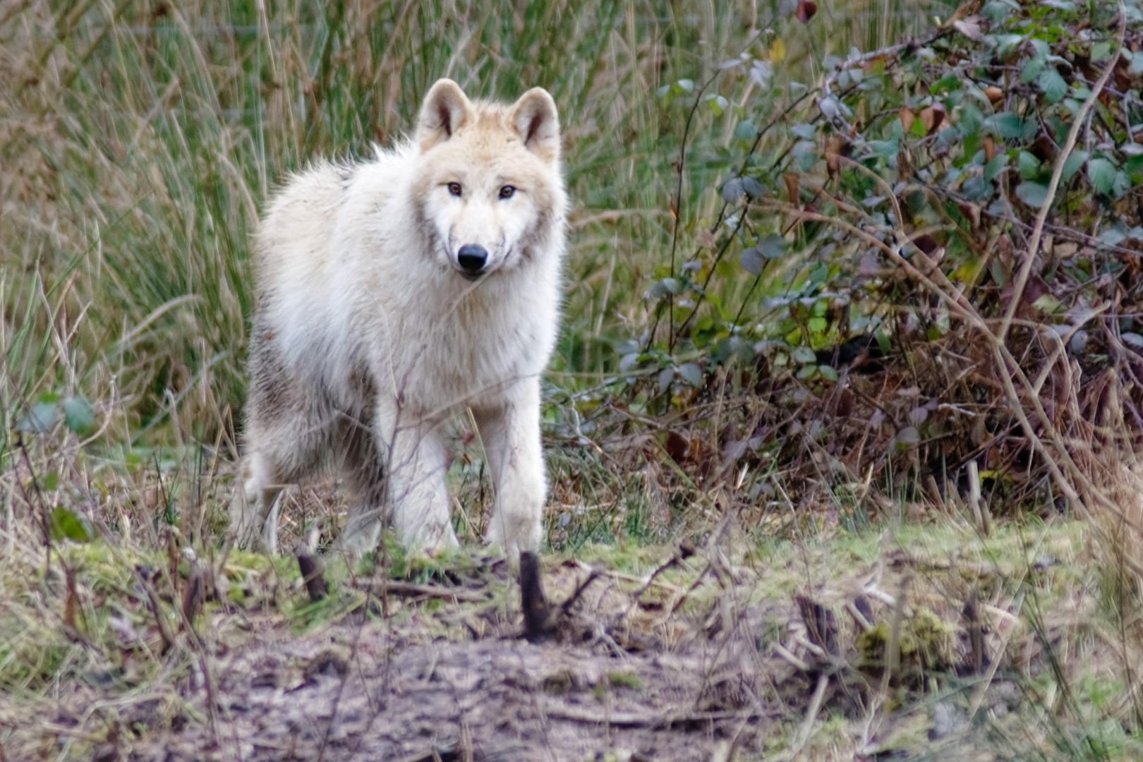 Tundrawolf