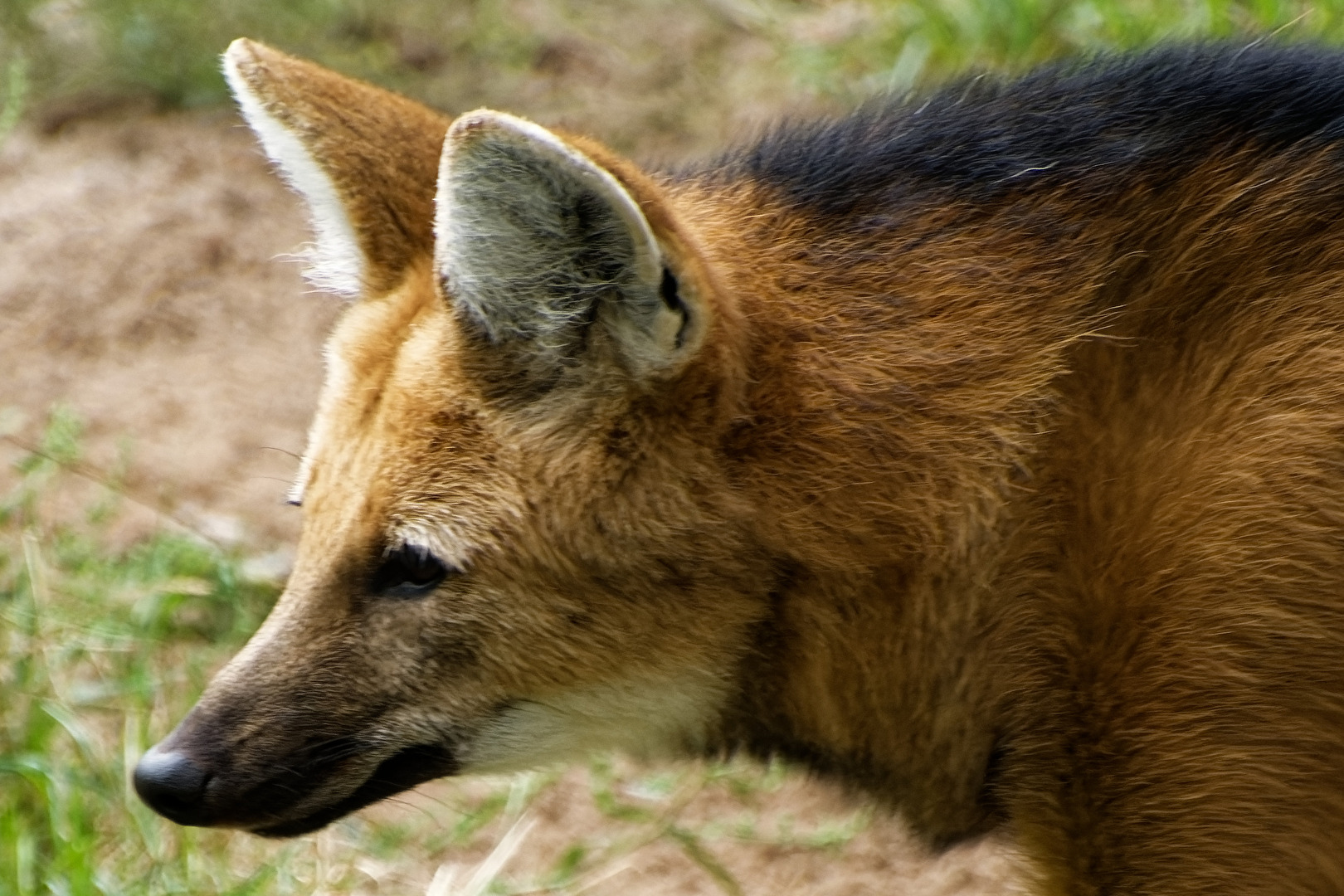 Mähnenwolf