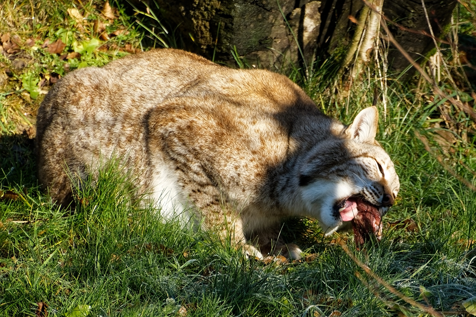 Luchs
