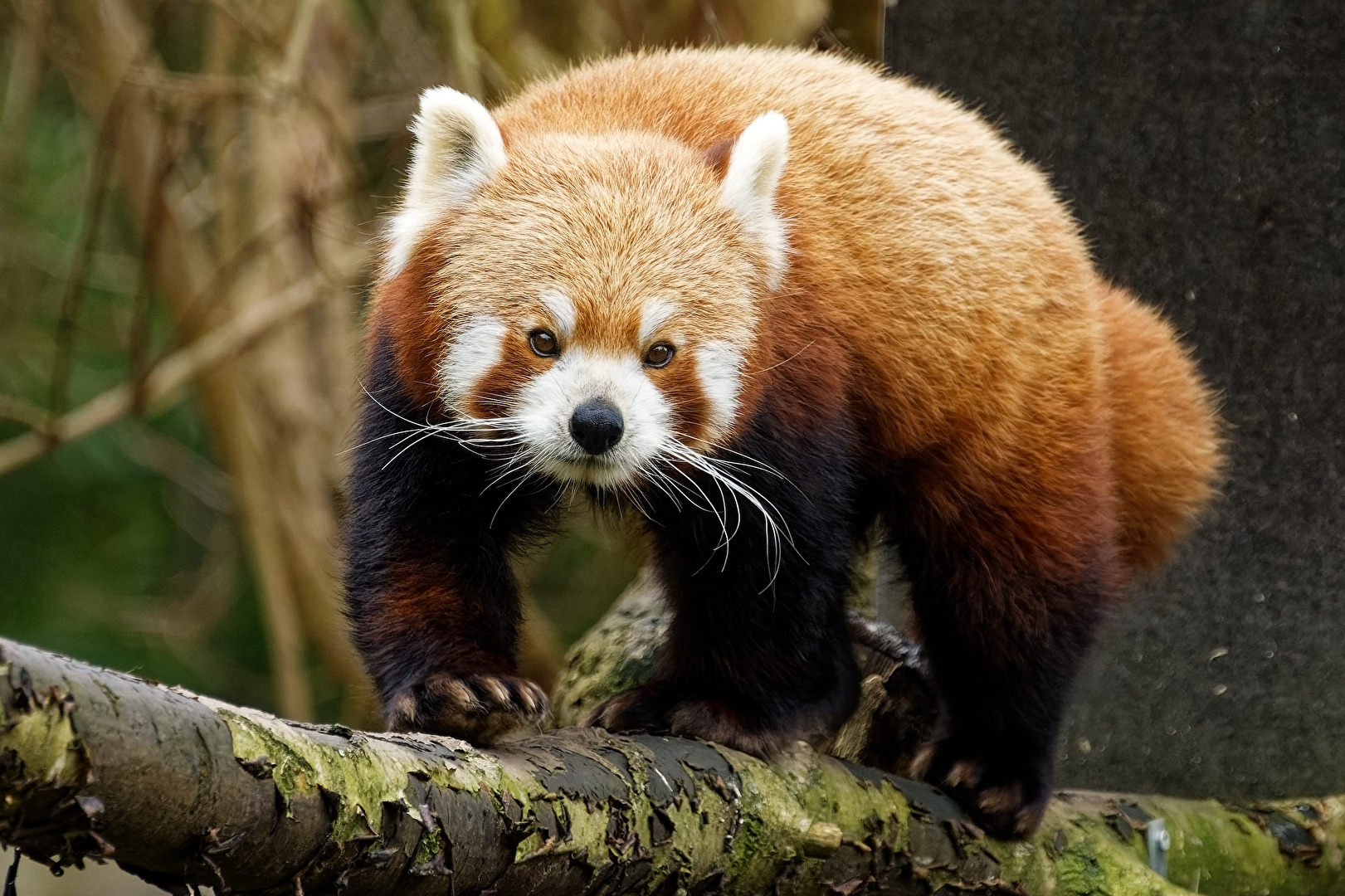 Roter Panda  ( Katzenbär )