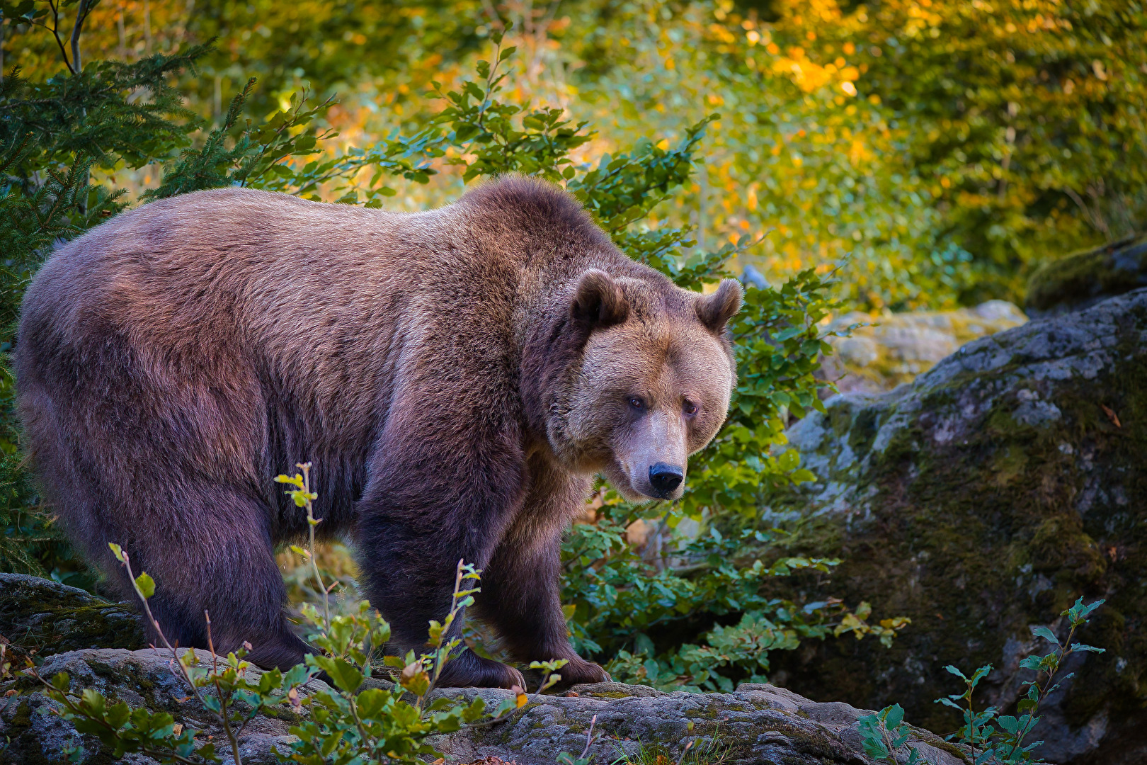 Braunbär