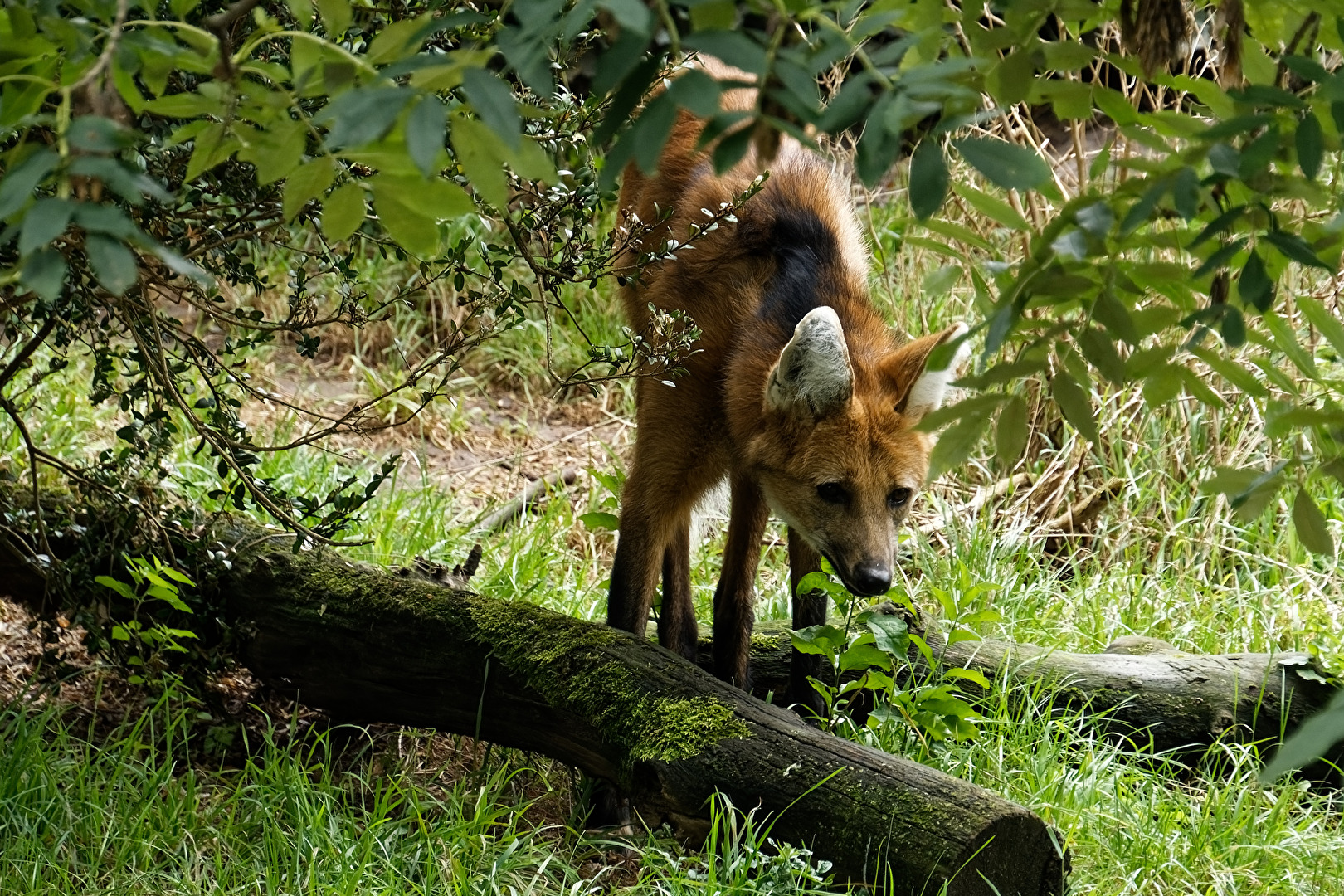 Mähnenwolf