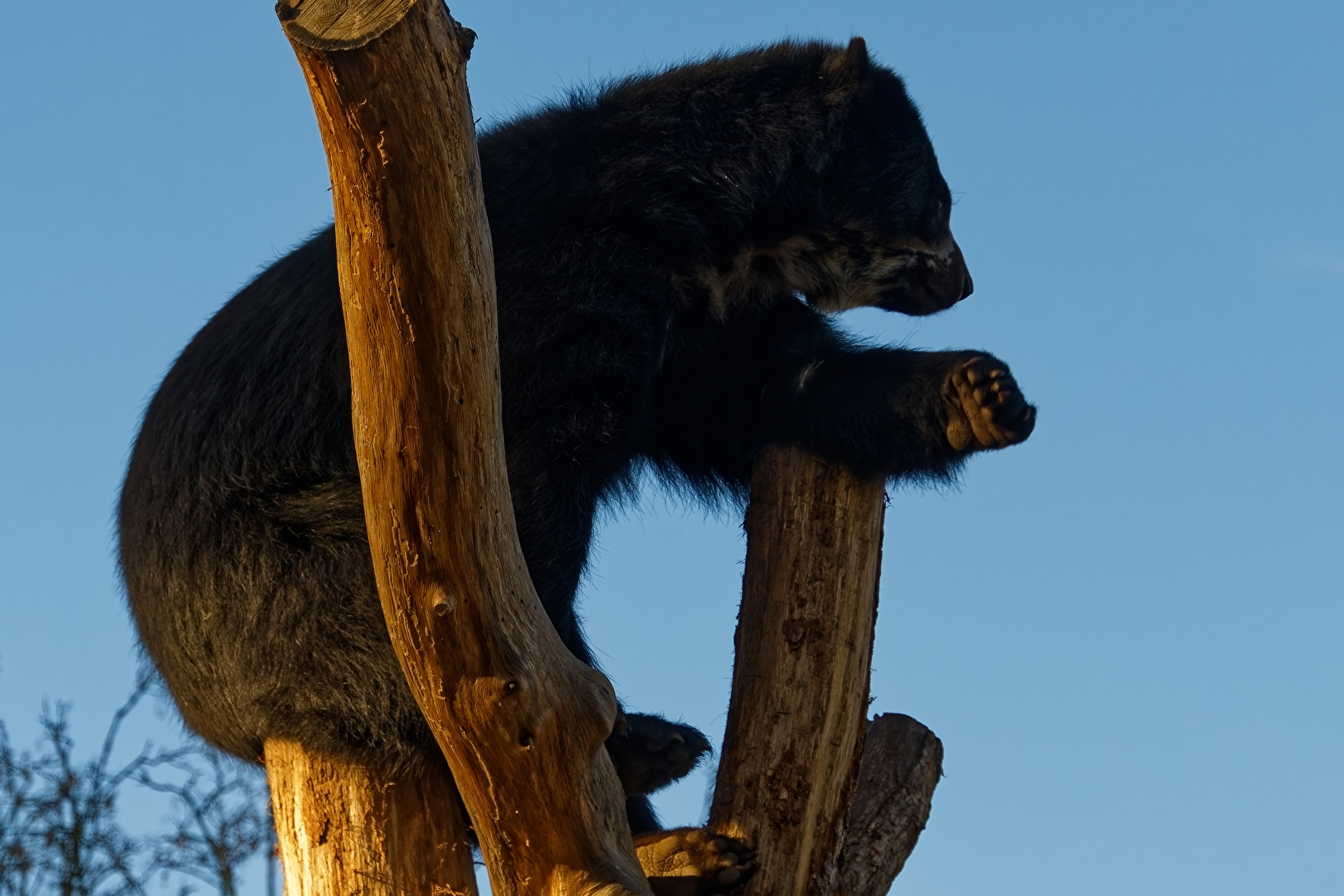Brillenbär