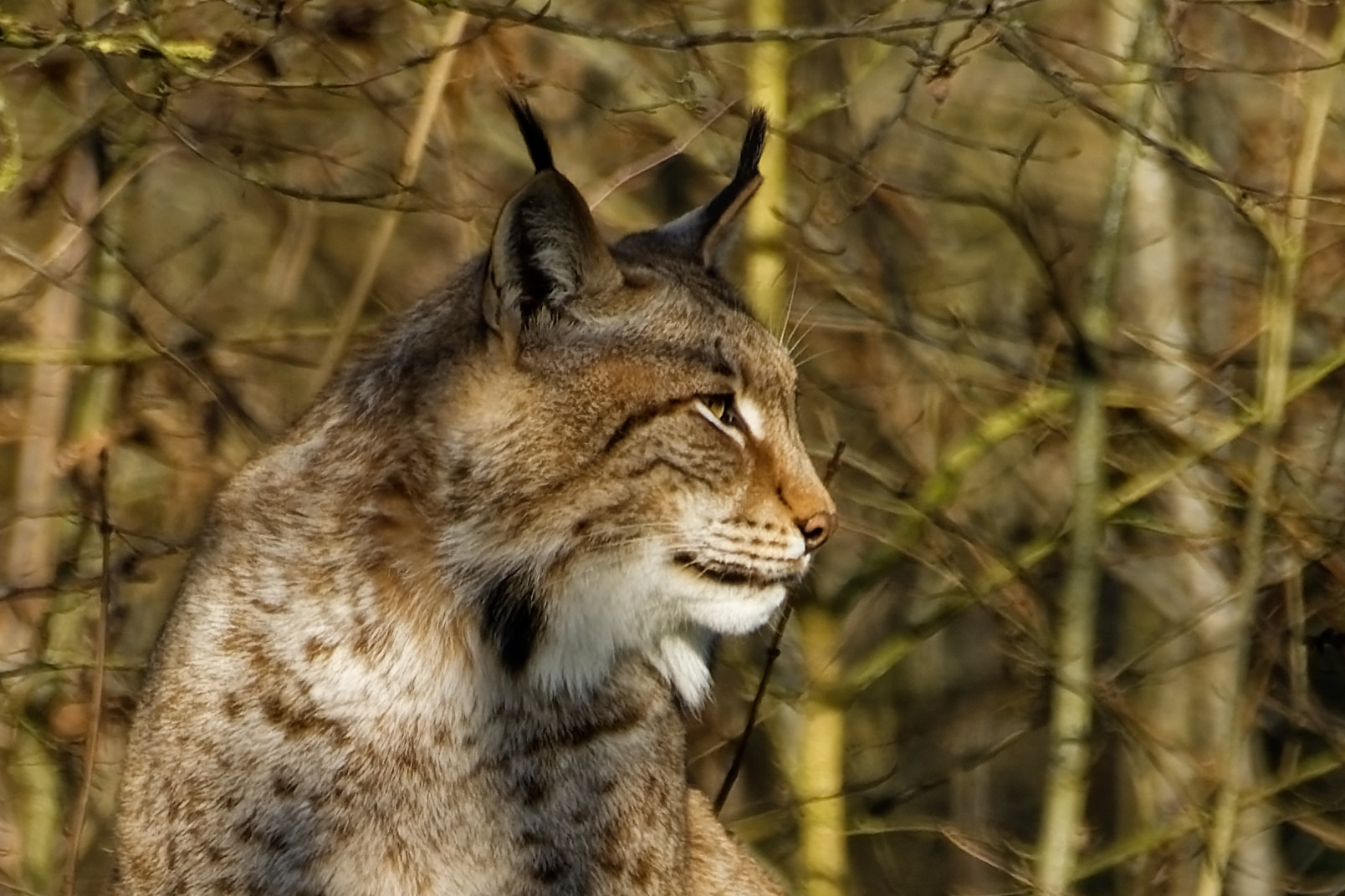 Luchs