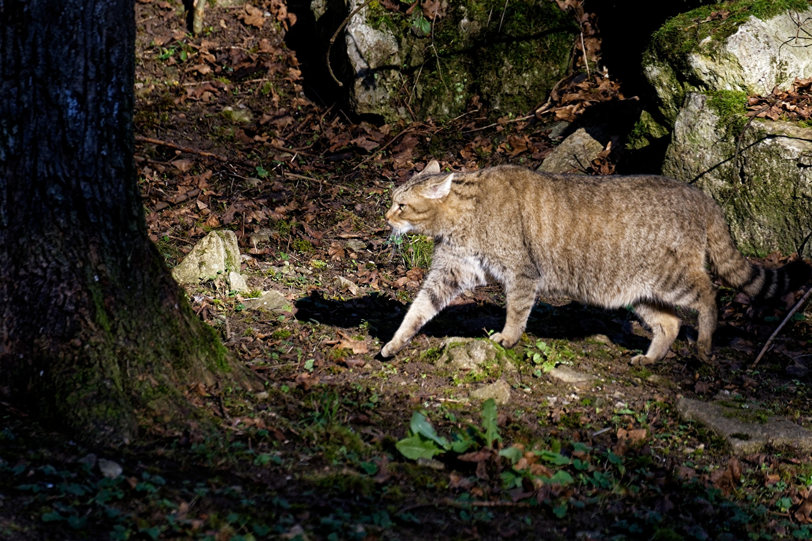 Wildkatze