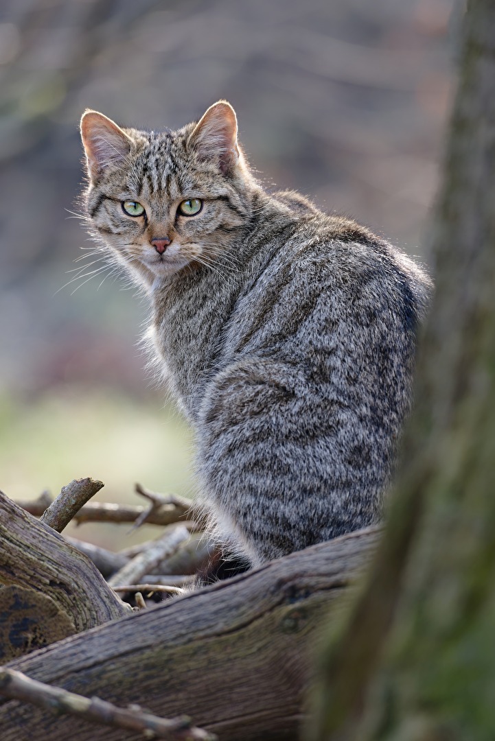 sehen - The look - Ich seh&039; Dich....