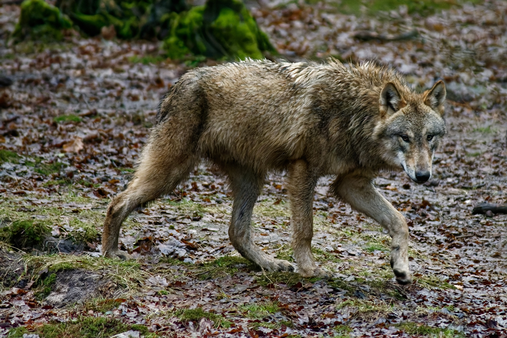 Europäischer Wolf