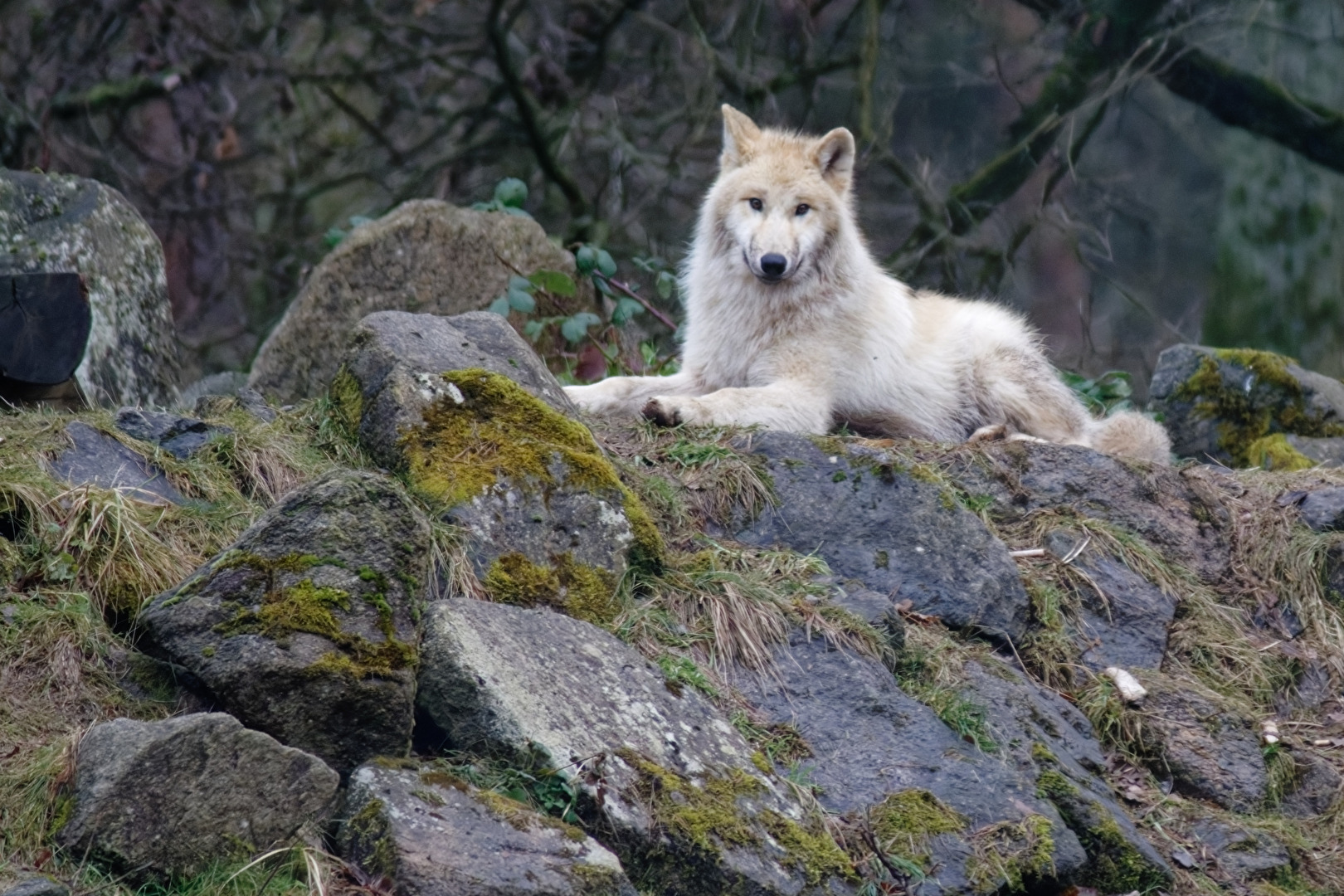 Tundrawolf