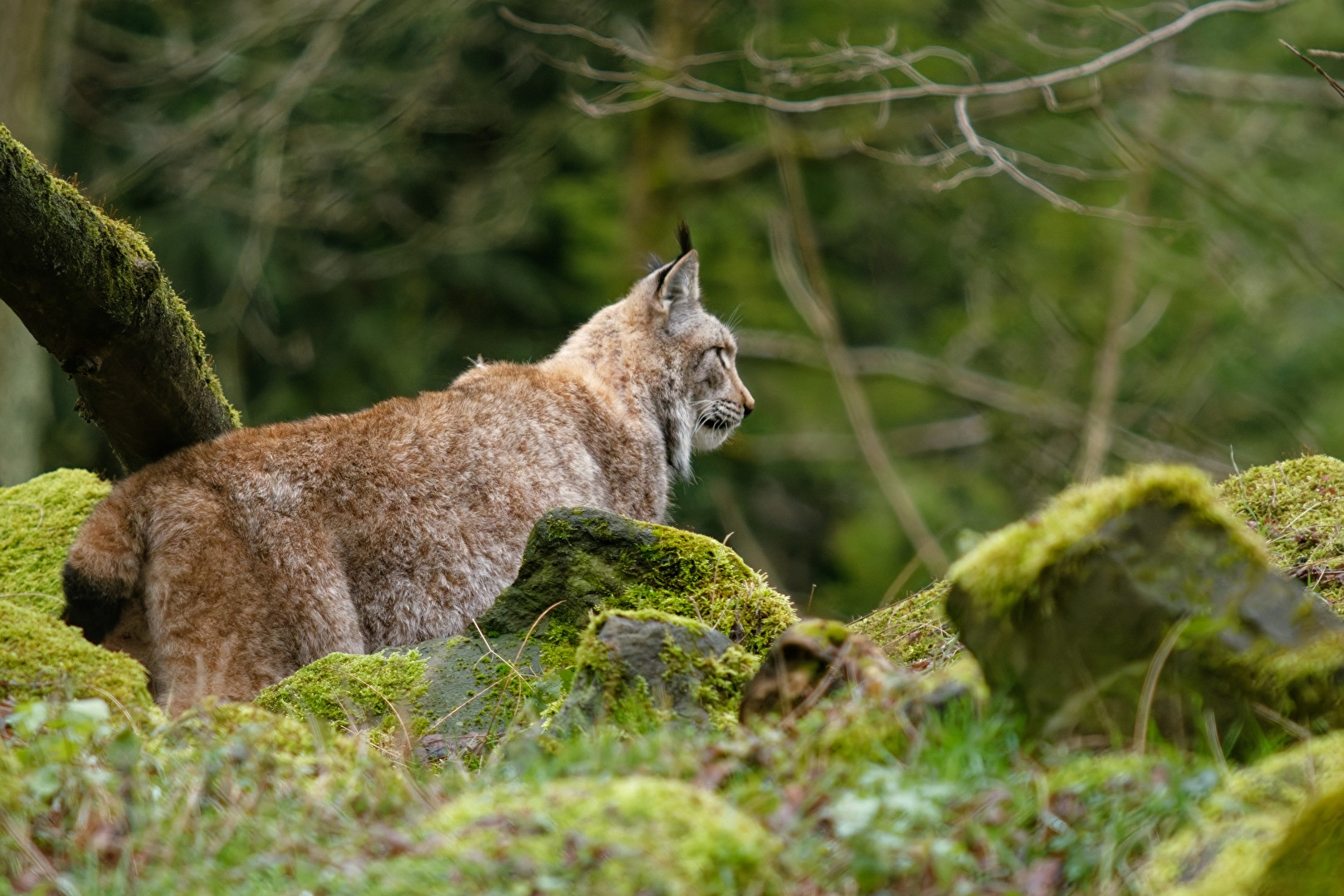 Luchs