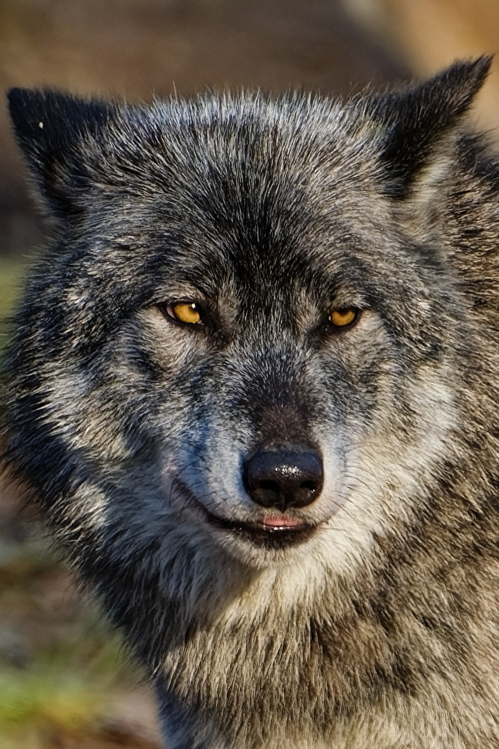 Timberwolf