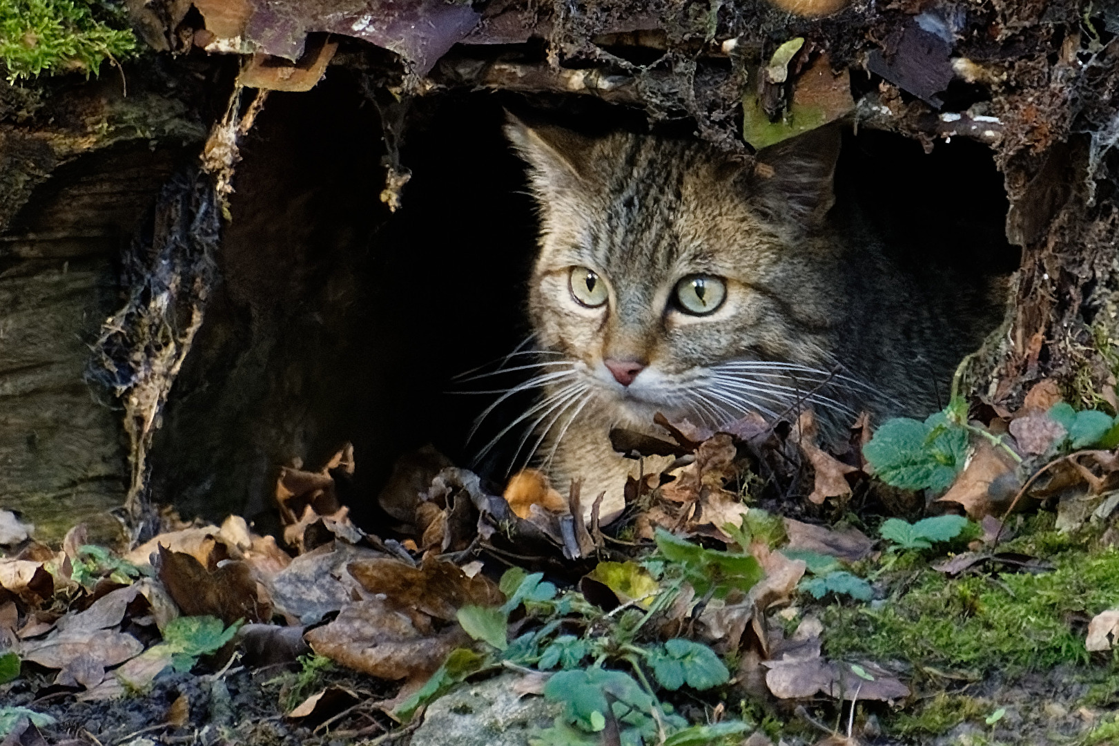 Wildkatze