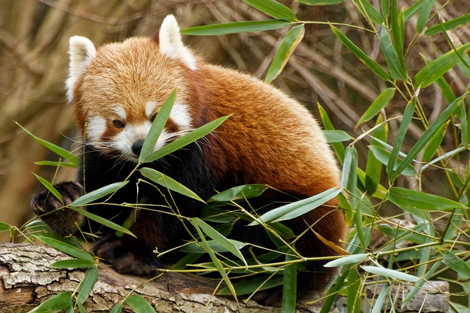Roter Panda ( Katzenbär )