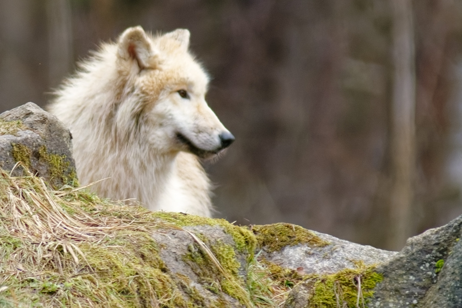 Tundrawolf
