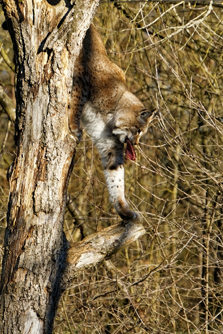 Luchs