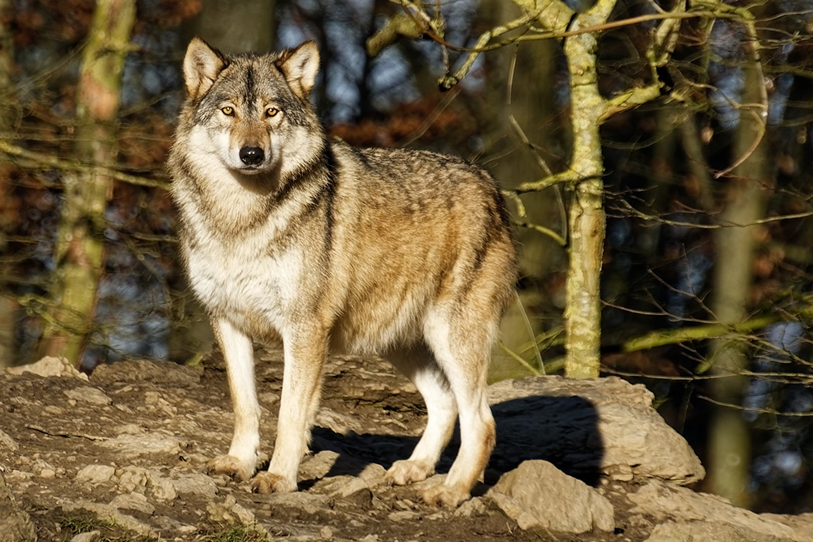 Timberwolf