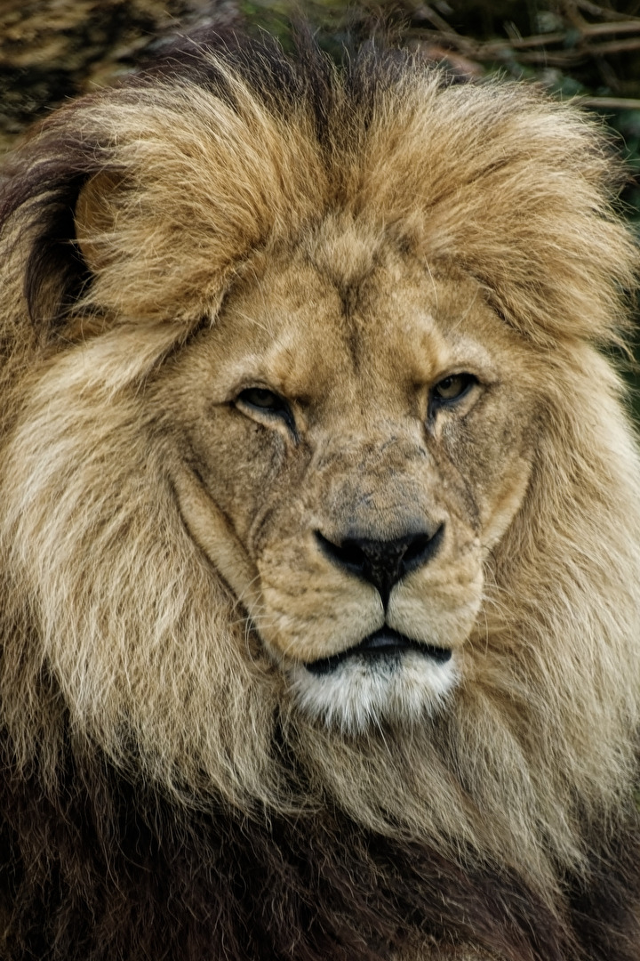 Löwe