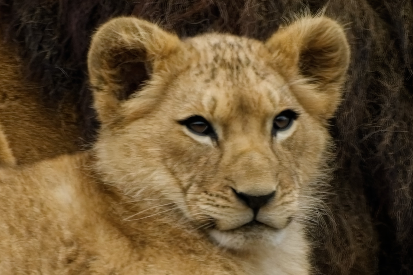 junger Löwe