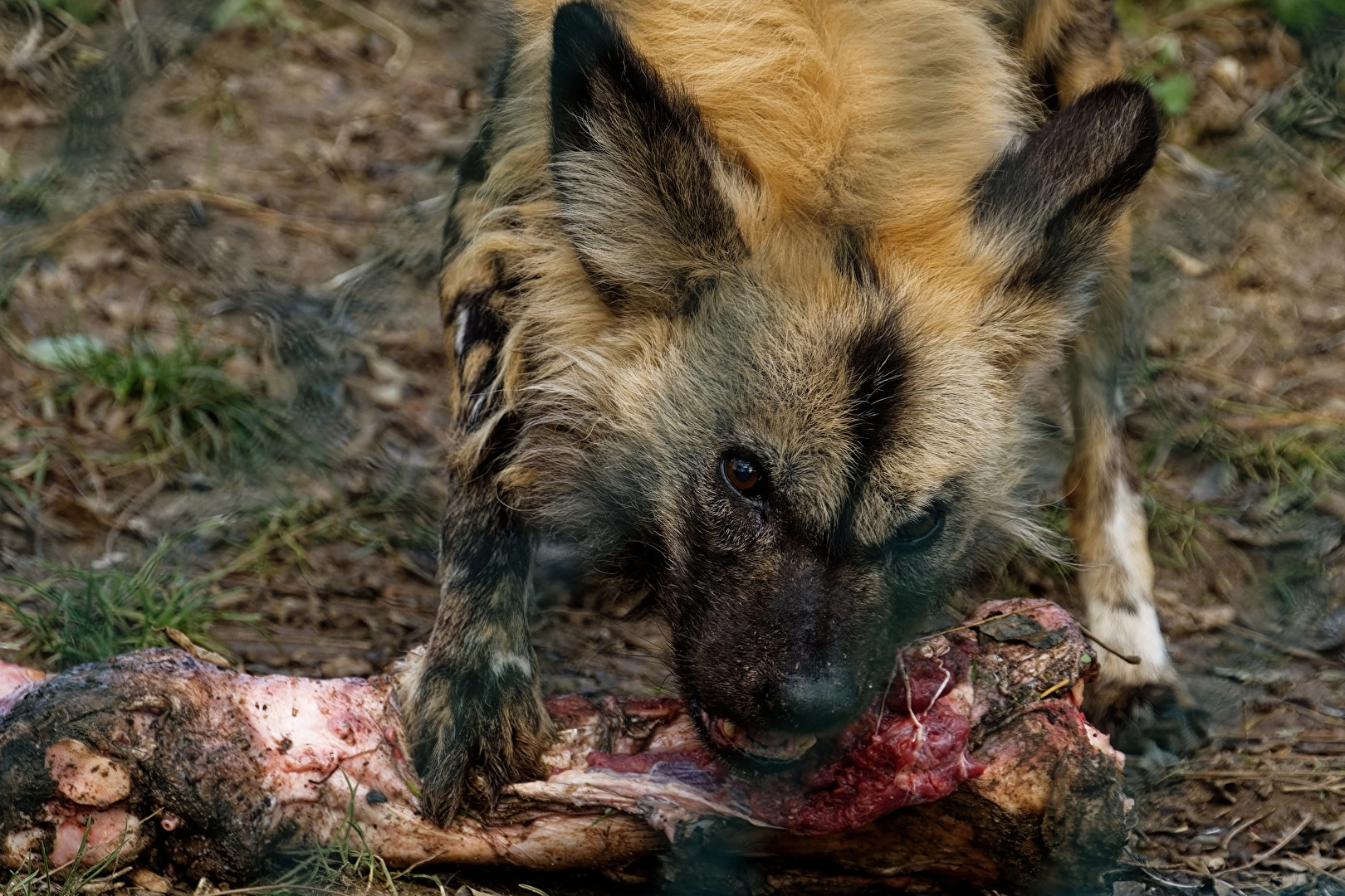 Afrikanischer Wildhund