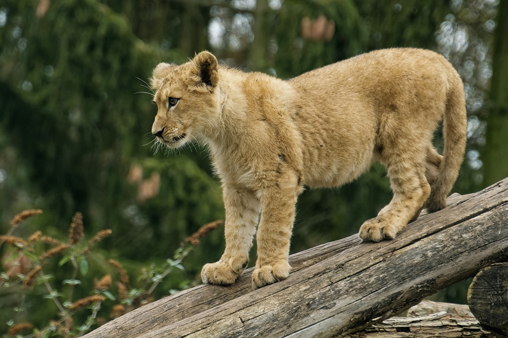 junger Löwe