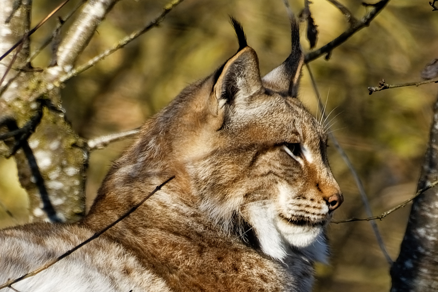 luchs
