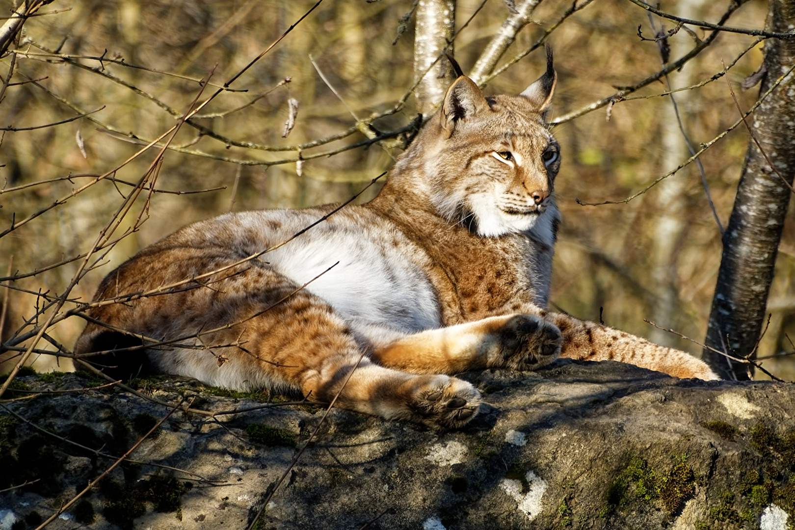 Luchs