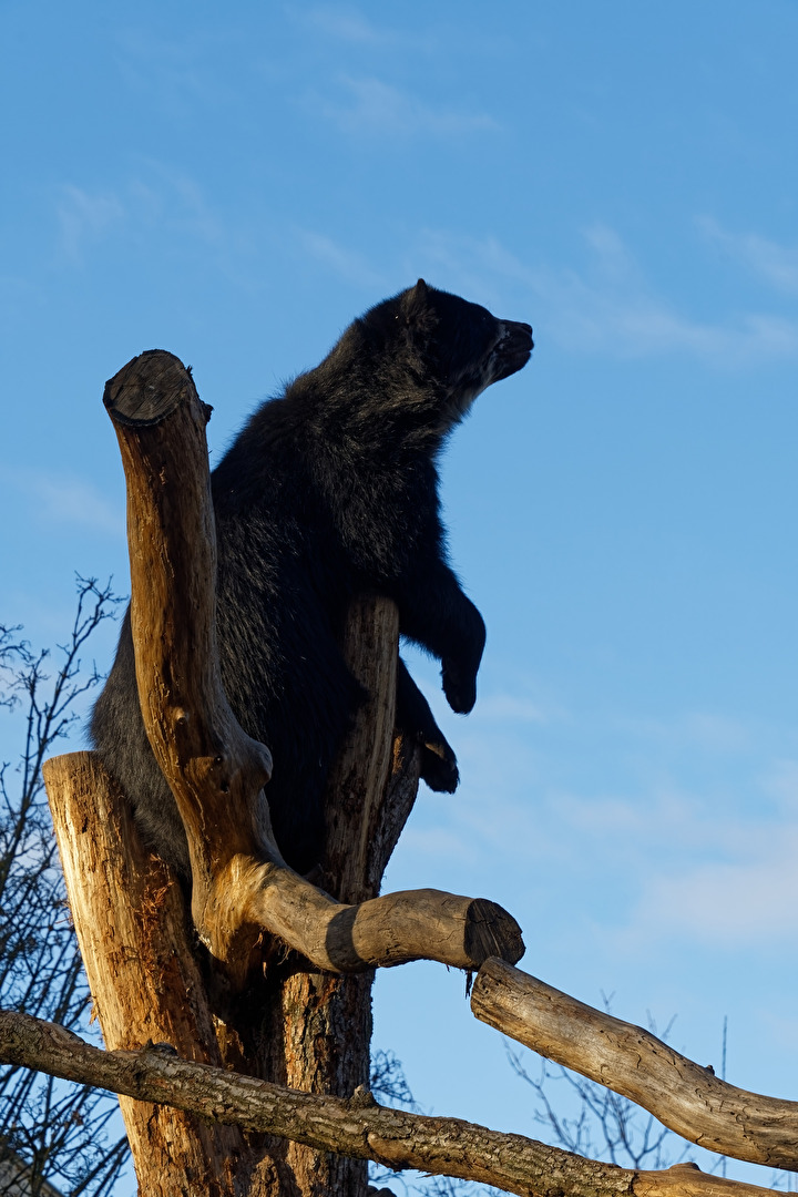 Brillenbär