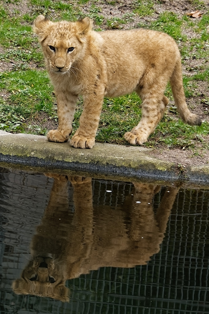 junger Löwe