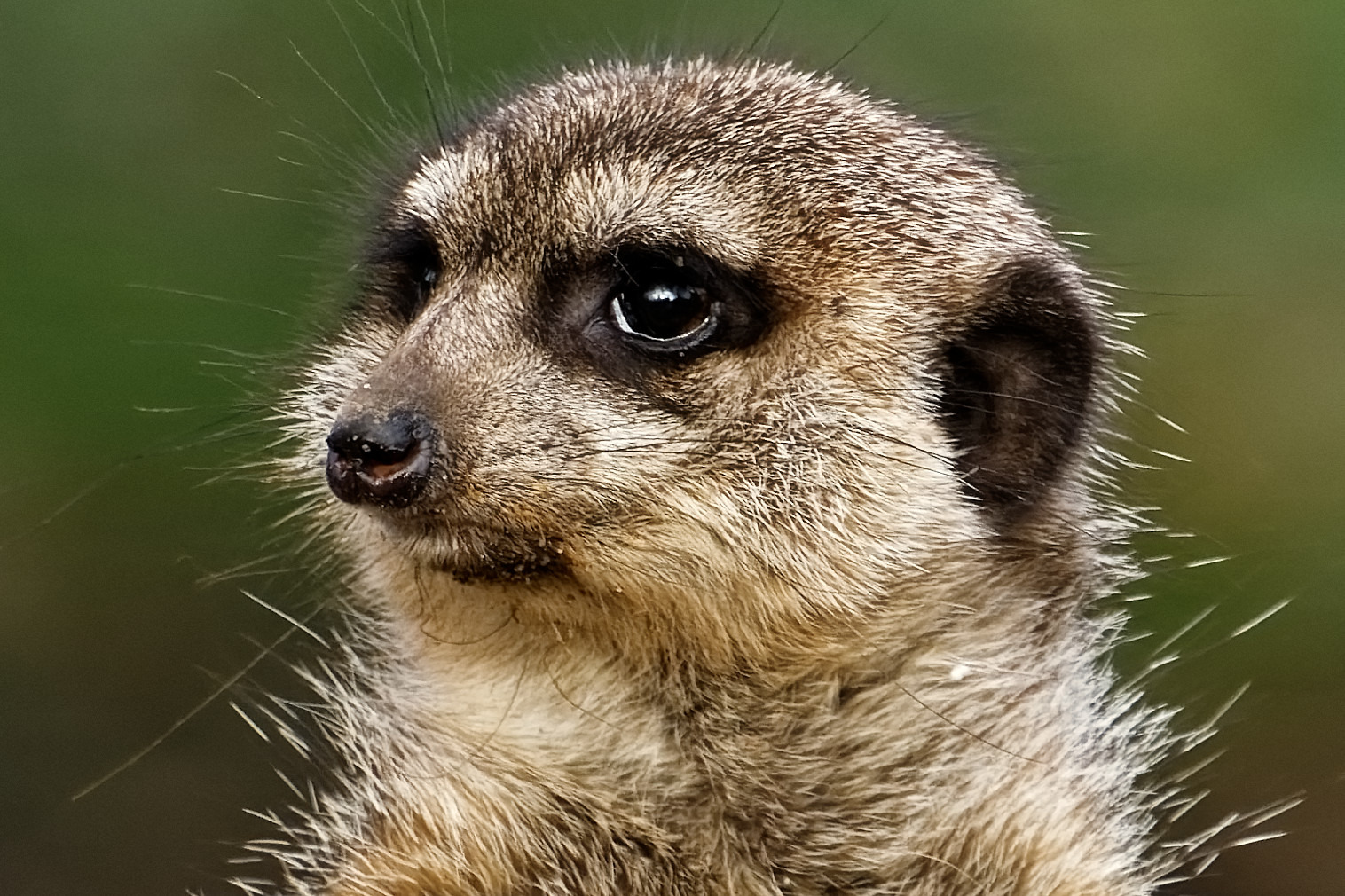Erdmnännchen