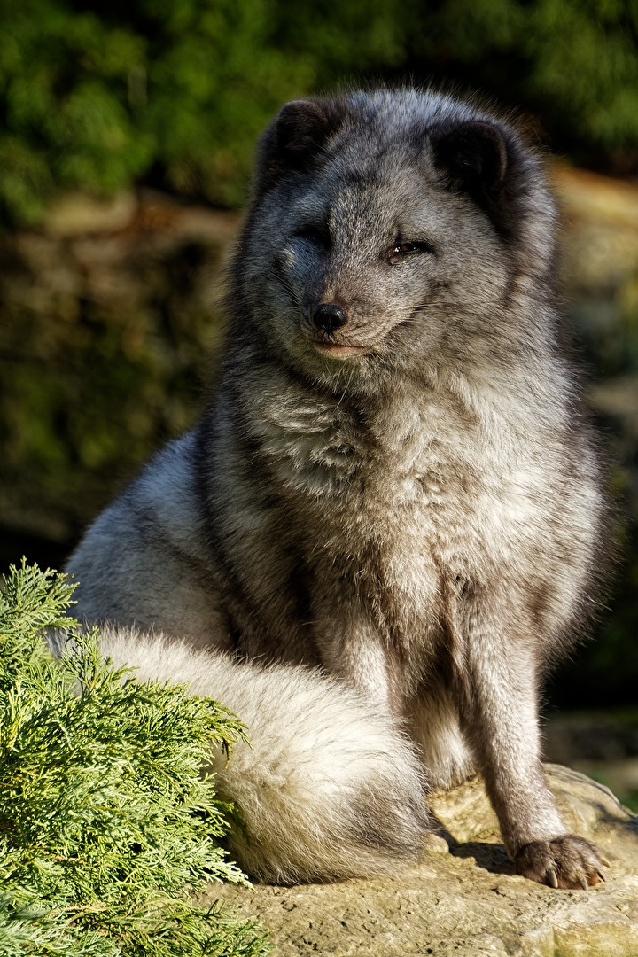 Polarfuchs