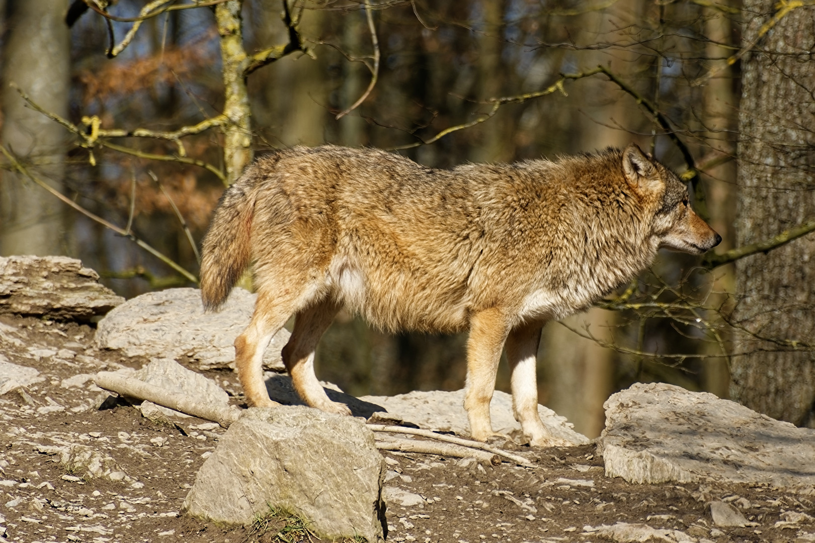 Timberwolf