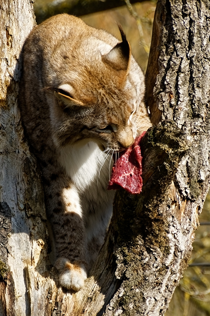 Luchs