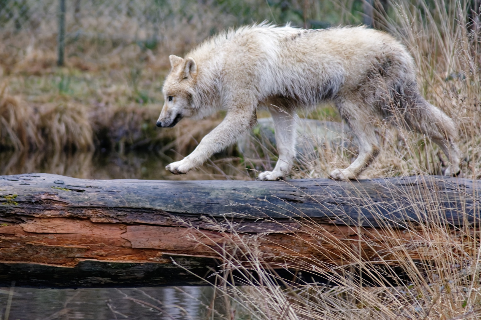 Tundrawolf