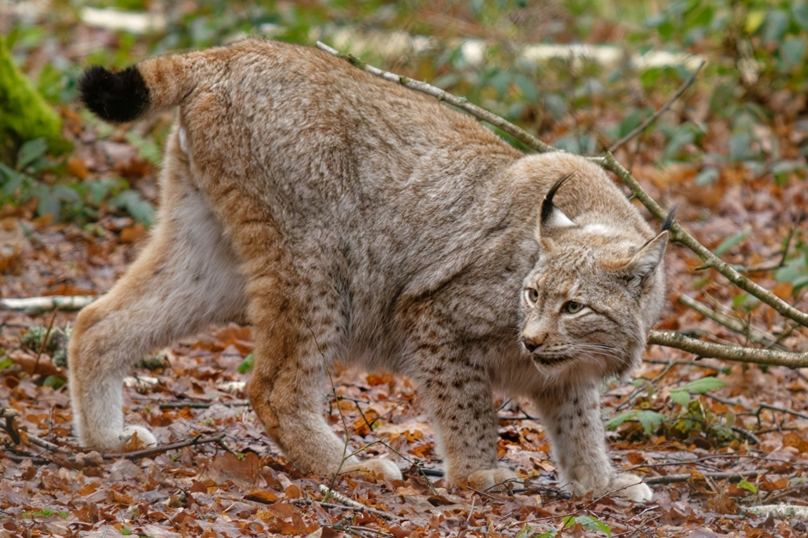 Luchs