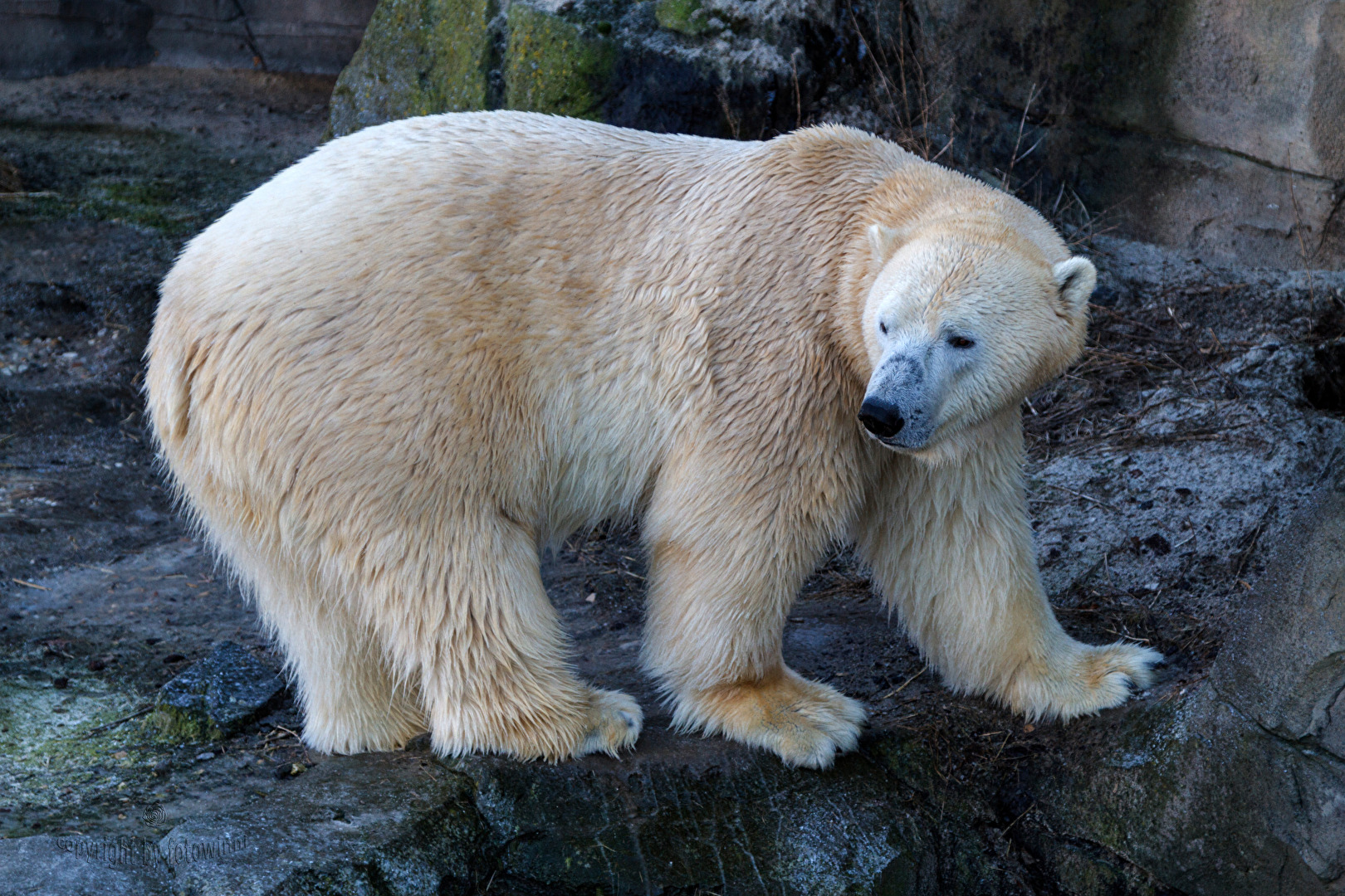 Eisbär - im Zoo Hannover