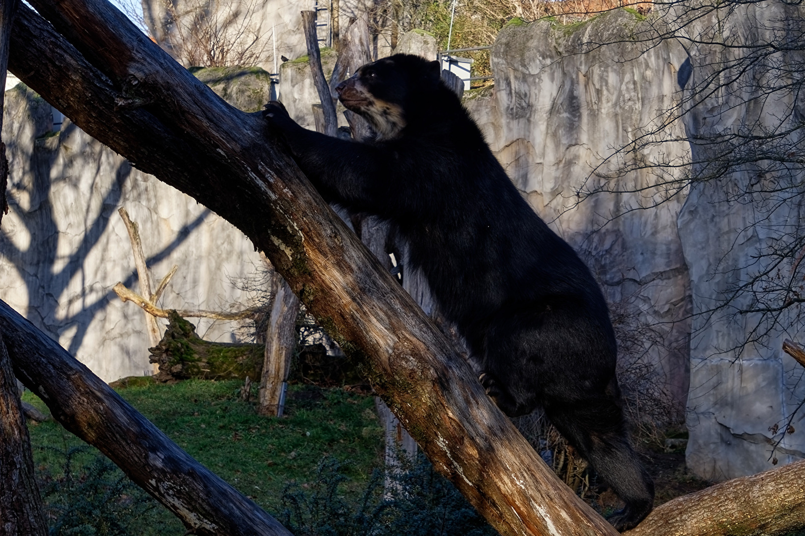 Brillenbär
