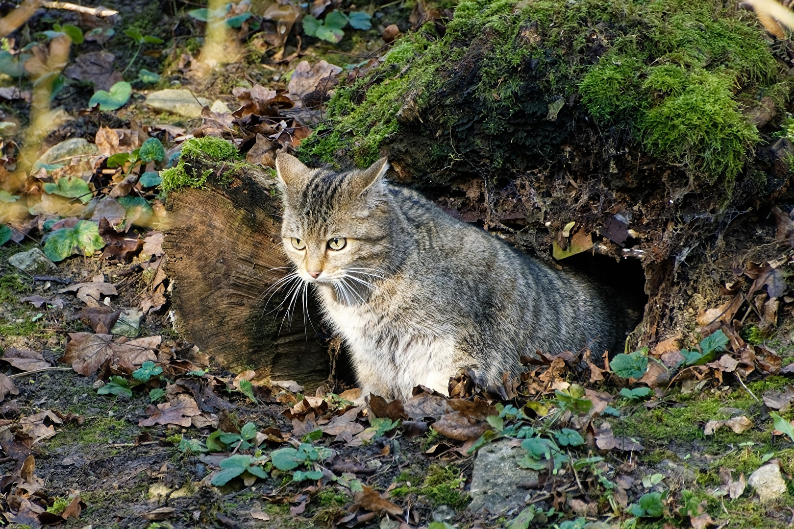 Wildkatze