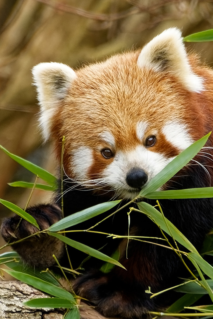 Roter Panda ( Katzenbär )