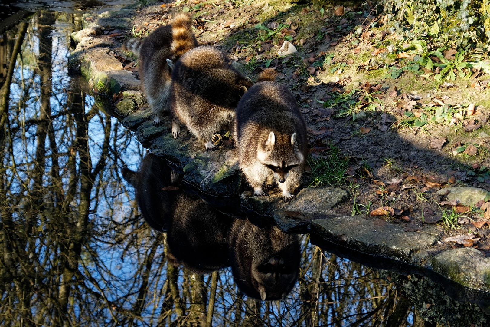 Waschbärn