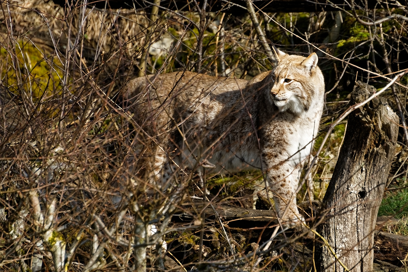 Luchs