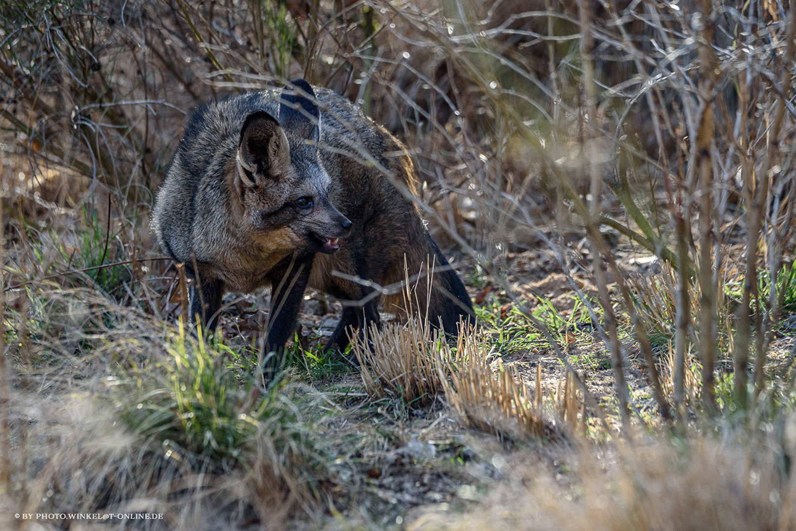 Pssst!!! Ich bin ziemlich schüchtern und scheu . . .