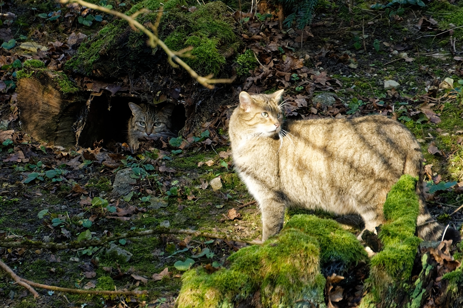Wildkatzen