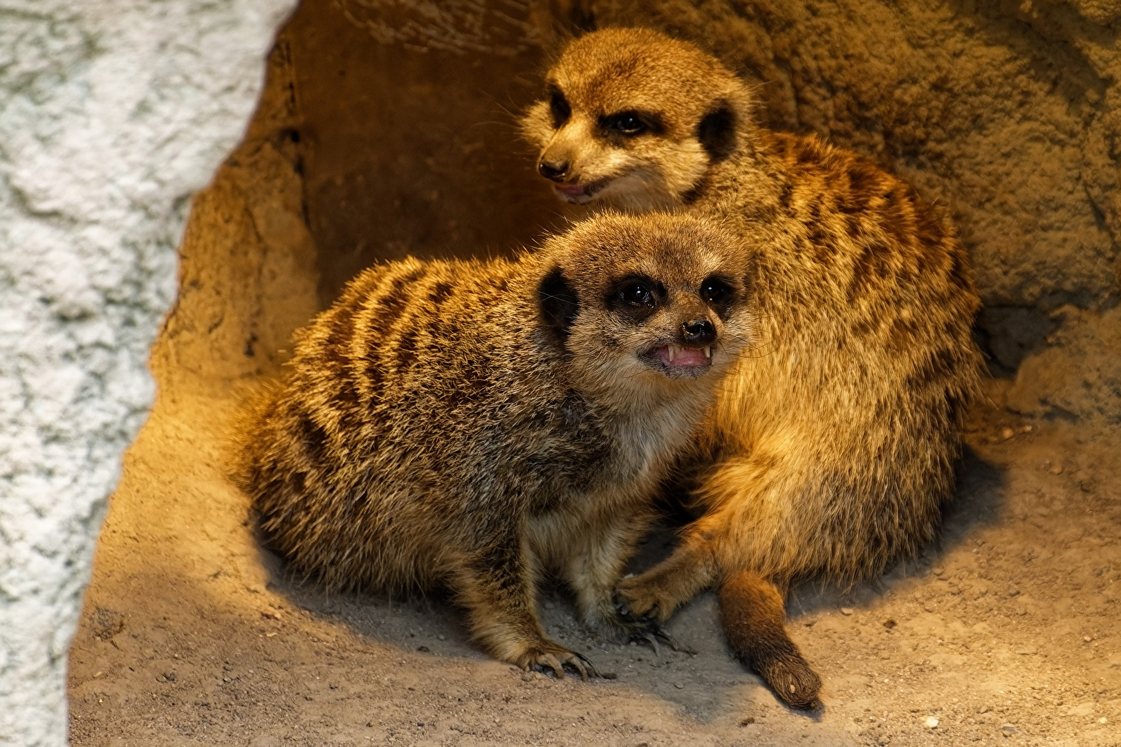 Erdmännchen