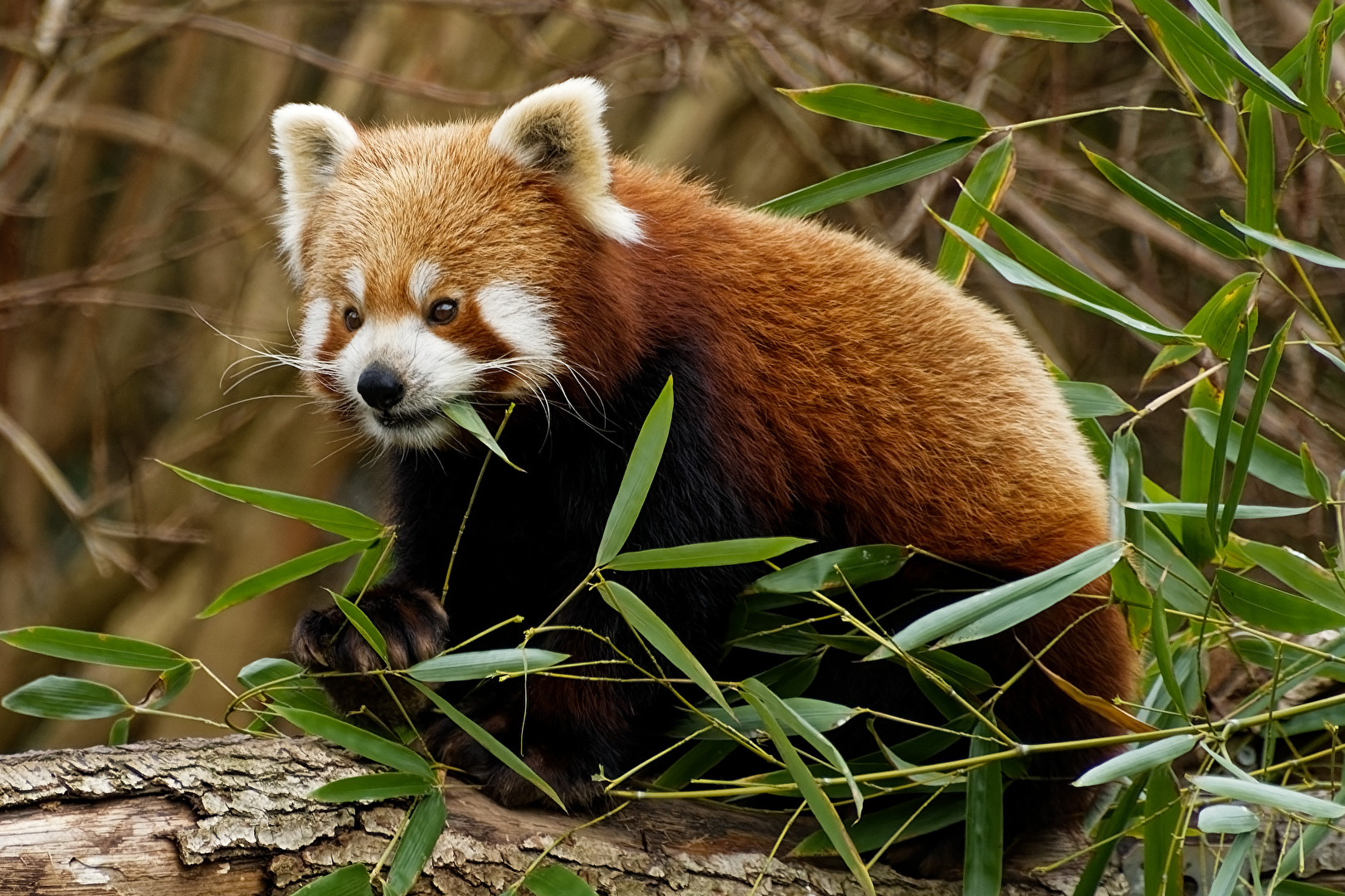 Roter Panda   ( Katzenbär )