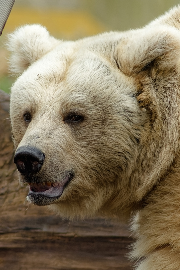 Syrischer Braunbär