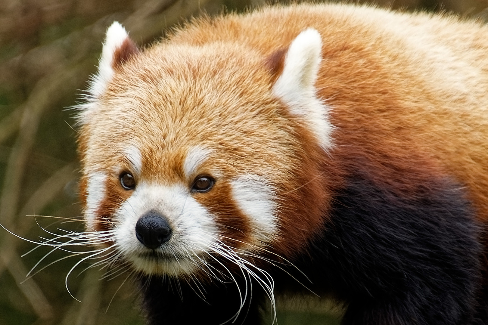 Roter Panda ( Katzenbär )