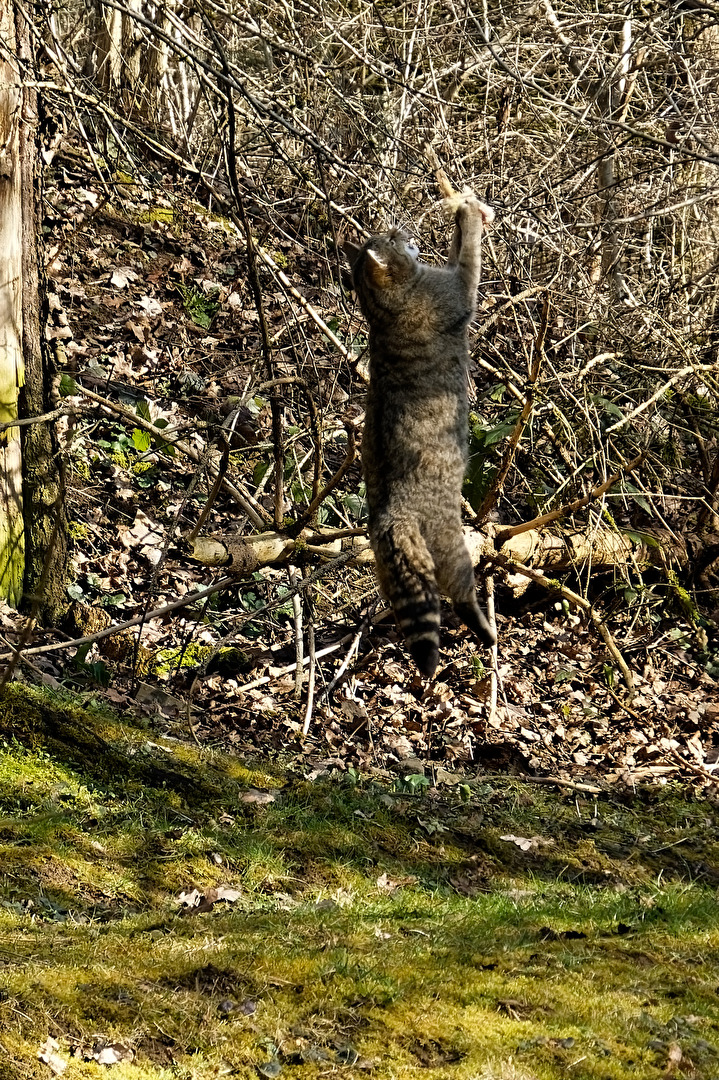 Wildkatze