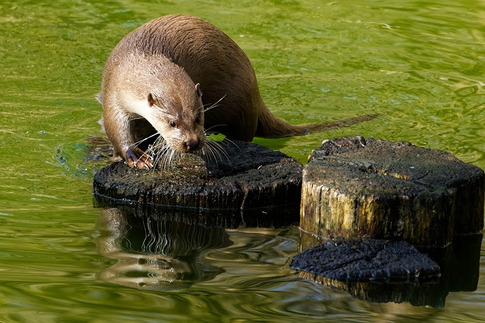 Fischotter
