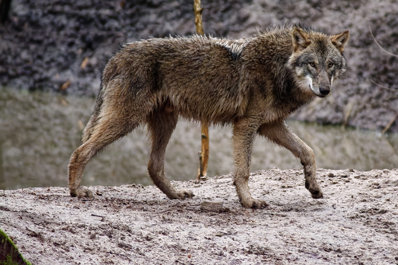 Europäischer Wolf