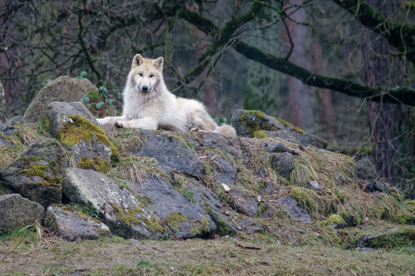 Tundrawolf