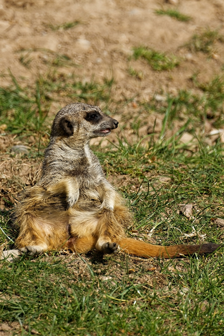 Erdmännchen